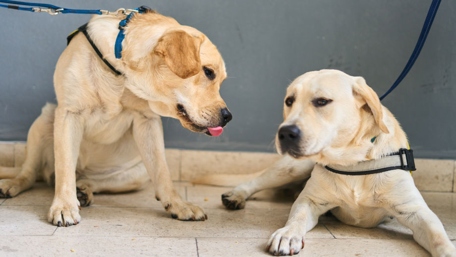 Croatian Guide Dog and Mobility Association