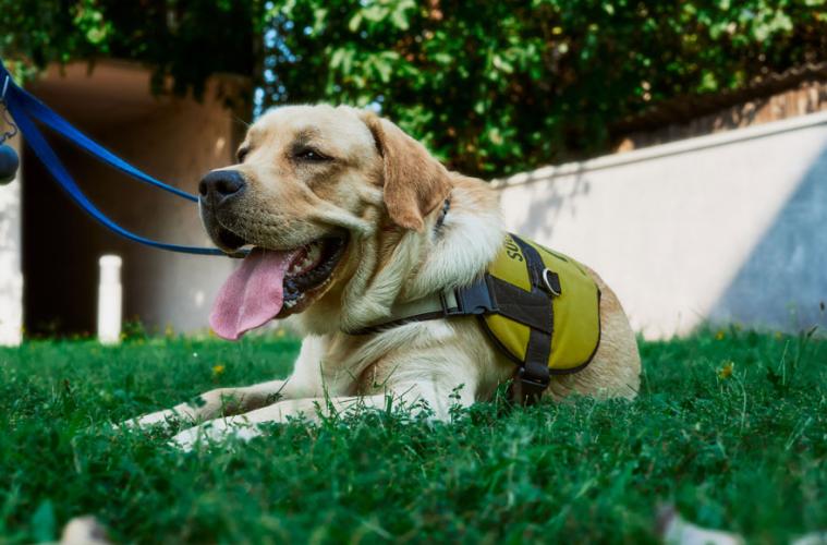 Croatian Guide Dog and Mobility Association