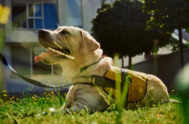 Croatian Guide Dog and Mobility Association