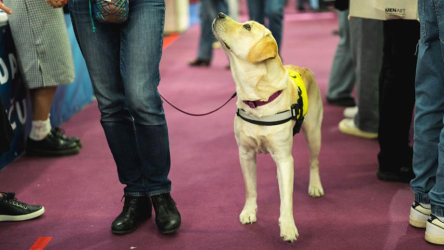 Assistance dog