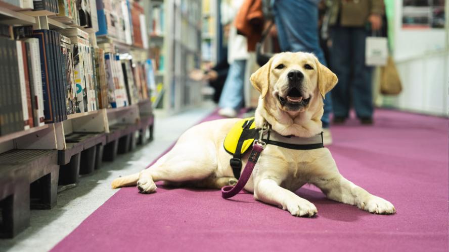 Assistance dog