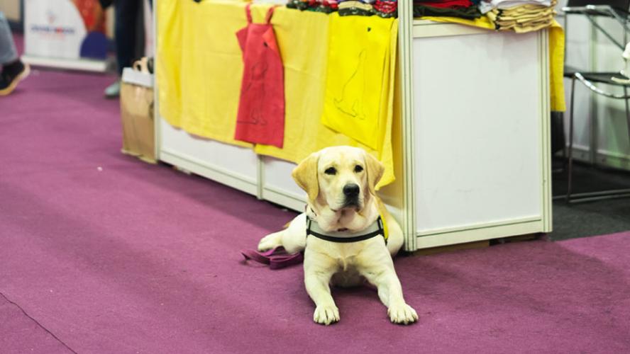 Assistance dog