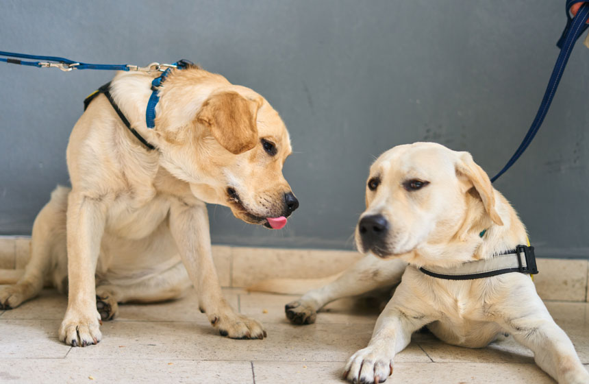 Croatian Guide Dog and Mobility Association